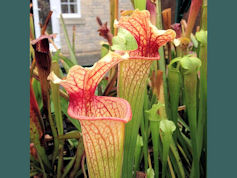 S. x moorei - Slack clone, fir