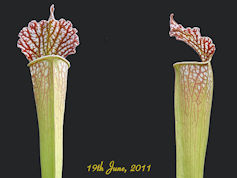 S. leucophylla x excellens