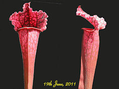 S. 'Juthatip Soper' - PJP H67