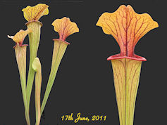 S. rubra - East Coast x oreoph