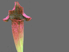 S. x mitchelliana 'Red Lips' -