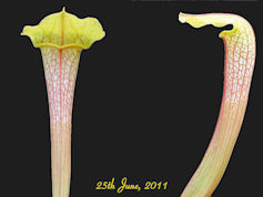 S. 'Hummer's Hammerhead' - MK