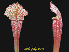 S. 'Ladies-in-waiting' - MK H5