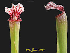 S. 'Diane Whittaker' - PJP H78