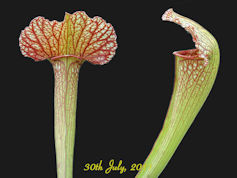 S. 'Mardi Gras' (ex. 'Sultry M