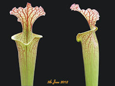 S. x moorei - Very large - Nor