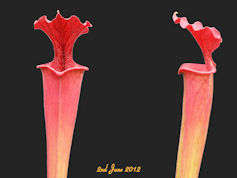 S. x moorei - Red form, Pensac