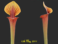 S. flava var. atropurpurea x m