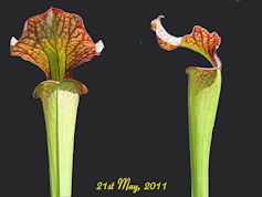 S. x moorei - Giant, Sarraceni