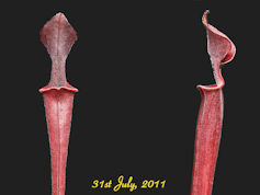 S. 'Vampire's Candle' - 2006 s