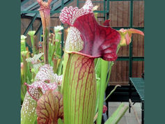 S. 'Ann Mundy' - 2006 seed - S