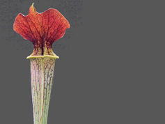 S. (formosa x excellens) x min