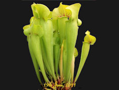 S. x melanorhoda - PJP H28