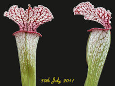 S. leucophylla x 'Diane Whitta