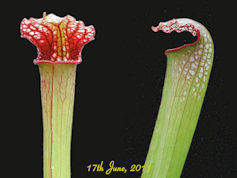 S. x excellens - Dark red