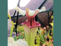 S. x moorei - 'Langford Willia