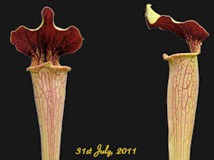 S. alata - Red Lid x flava - M