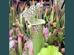 S. 'Ice Queen' - 2006 seed - S