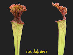 S. 'Daniel Rudd' - PJP H71