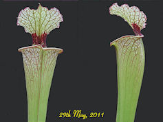 S. x moorei 'Leah Wilkerson' -