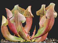 S. x chelsonii - PJP H14