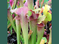 S. 'Paul Gardner's Autumn Deli