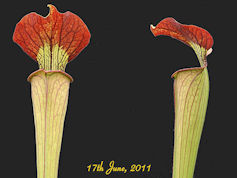 S. oreophila x alata - Black t