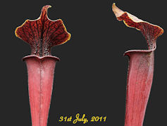 S. flava - Red tube x alata -