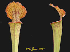 S. oreophila - heavily veined 