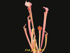 S. x moorei - (Gert Hoogenstri