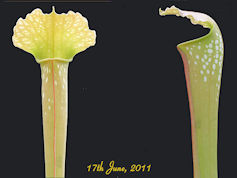 S. x excellens - Light brown