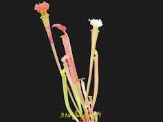 S. leucophylla 'Schnells Ghost