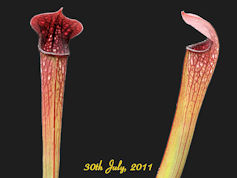 S. x miniata x 'Diane Whittake