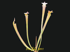 S. leucophylla 'Slacks Clone'