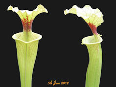 S. x moorei - Suzy Jenner