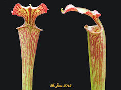 S. 'Wilkerson Red' x 'Splatter