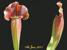 S. x exornata - PJP H16