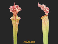 S. x moorei 'Whitteri'