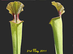 S. x moorei 'Joanna' - MK H169