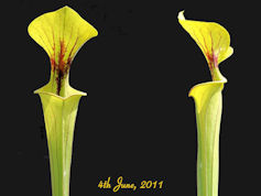 S. x moorei 'Brook's Hybrid' x