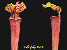 S. alata - Red tube x flava va