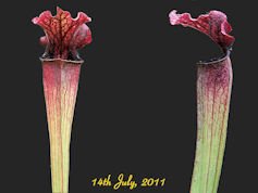 S. leucophylla 'Red vein' x or