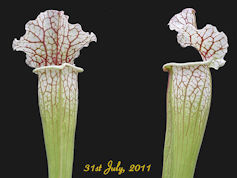 S. x moorei x leucophylla