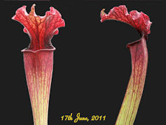 S. leucophylla x oreophila