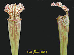 S. x readii - PJP H40