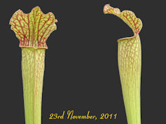 S. leucophylla x S. rubra ssp.