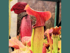 S. 'Llama' - MK H108