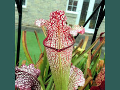 S. 'God's gift' - MK H1