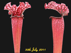 S. 'Victoria Morley' - MK H40