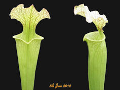 S. x moorei - Sandra Collins